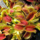 Mucholapka Muscipla clumping - Dionaea - semiačka - 7 ks