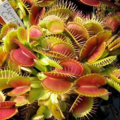 Mucholapka Muscipla clumping - Dionaea - semiačka - 7 ks