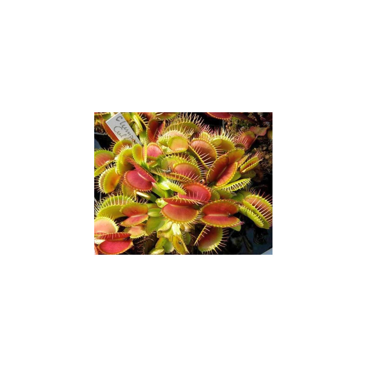 Mucholapka Muscipla clumping - Dionaea - semiačka - 7 ks