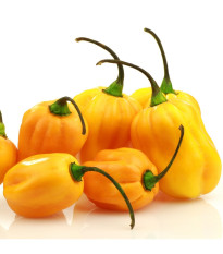 Chilli Big Sun Habanero - Capsicum Chinense - predaj semien chilli - 6 ks