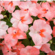 Netýkavka Campos F1 salmon - Impatiens walleriana - predaj semien - 20 ks