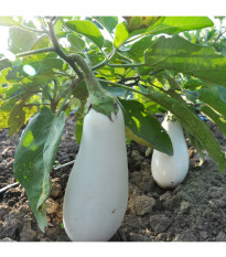 Baklažán Jewel Jade - Solanum melongena - predaj semien - 10 ks