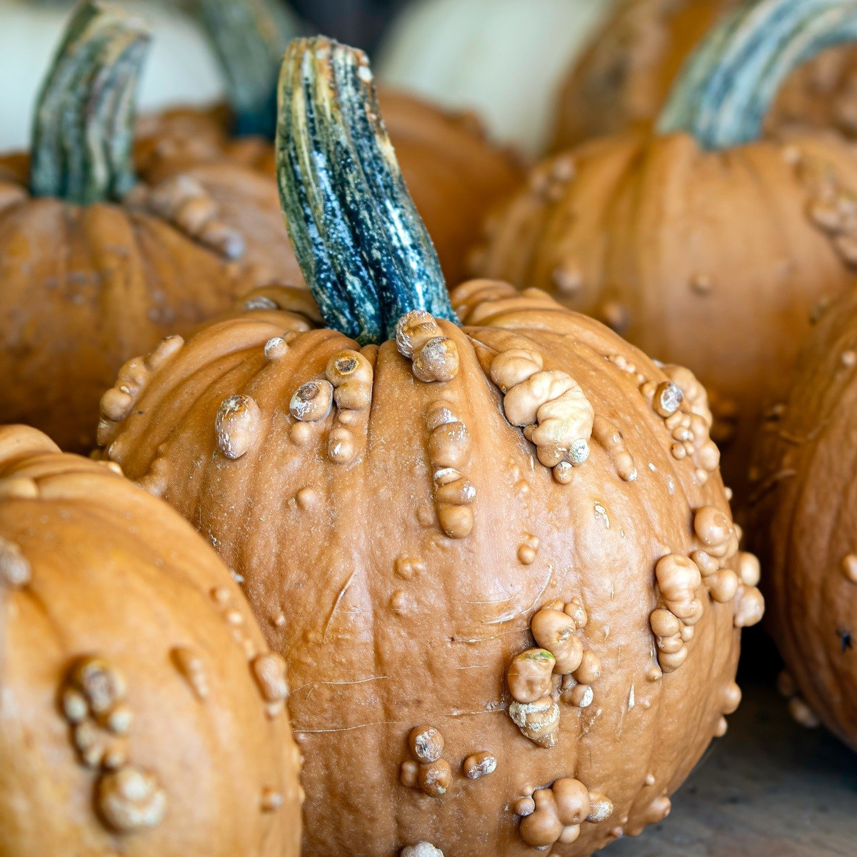 Okrasná tekvica Grizzly Bear F1 PMT - Cucurbita maxima - predaj semien - 7 ks