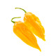 Chilli Fatalii žlté - Capsicum Chinense - predaj semien chilli - 6 ks