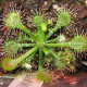 Rosnatka - Drosera burkeana - semiačka - 15 ks
