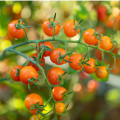 Paradajka kolíková Aprikola F1 - Solanum lycopersicum - predaj semien - 7 ks