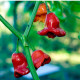 Chilli Bishops Crown - Capsicum baccatum - predaj semien chilli - 6ks