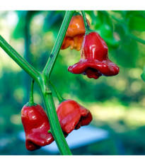 Chilli Bishops Crown - Capsicum baccatum - predaj semien chilli - 6ks