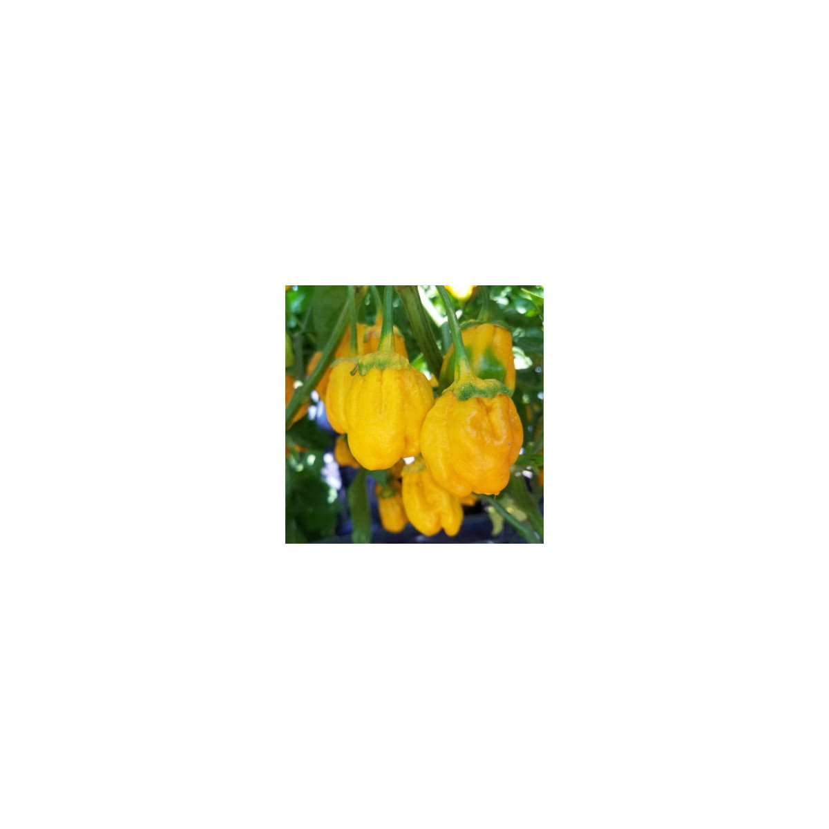 Chilli 7 Pot Bubblegum Yellow - Capsicum chinense - semená - 7 ks