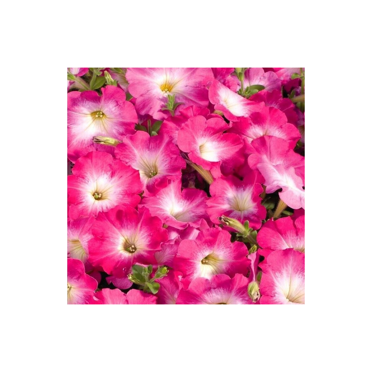 Petúnia Musica F1 Pink Morn - Petunia x grandiflora - predaj semien - 30 ks