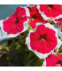 Petúnia Musica F1 Red Frost - Petunia x grandiflora - predaj semien - 30 ks