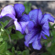 Petúnia Musica F1 Blue Vein - Petunia x grandiflora - predaj semien - 30 ks