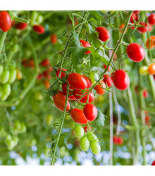 Paradajka Tutti Frutti F1 - Solanum lycopersicum - predaj semien - 6 ks