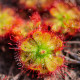 Rosnatka - Drosera dielsiana - semiačka - 15 ks