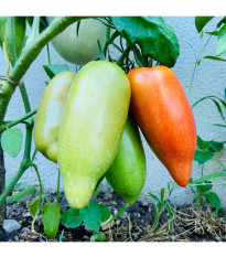 Bio Paradajka Andenhorn - Solanum lycopersicum - predaj bio semien - 8 ks