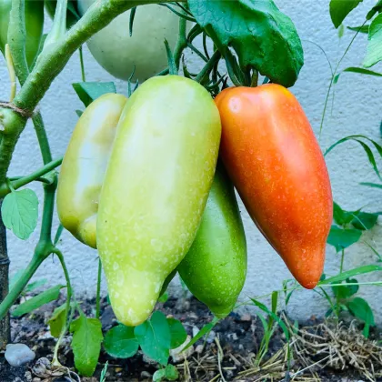 Bio Paradajka Andenhorn - Solanum lycopersicum - predaj bio semien - 8 ks