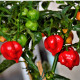 BIO Chilli Habanero červené - Capsicum chinense - predaj bio semien - 6 ks
