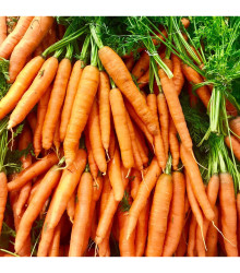 BIO Mrkva Amsterdam - Daucus carota - predaj bio semien mrkvy - 300 ks