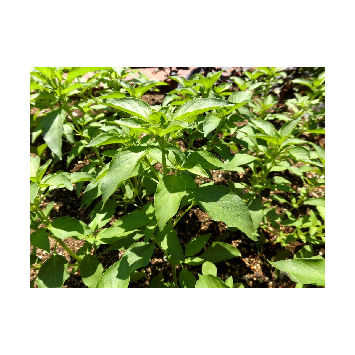 Bazalka Lime - Ocimum basilicum - semená bazalky - 200 ks