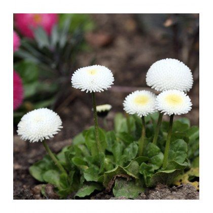 Sedmokráska Roggli biela - Bellis perennis - predaj semien sedmokrásky - 50 ks