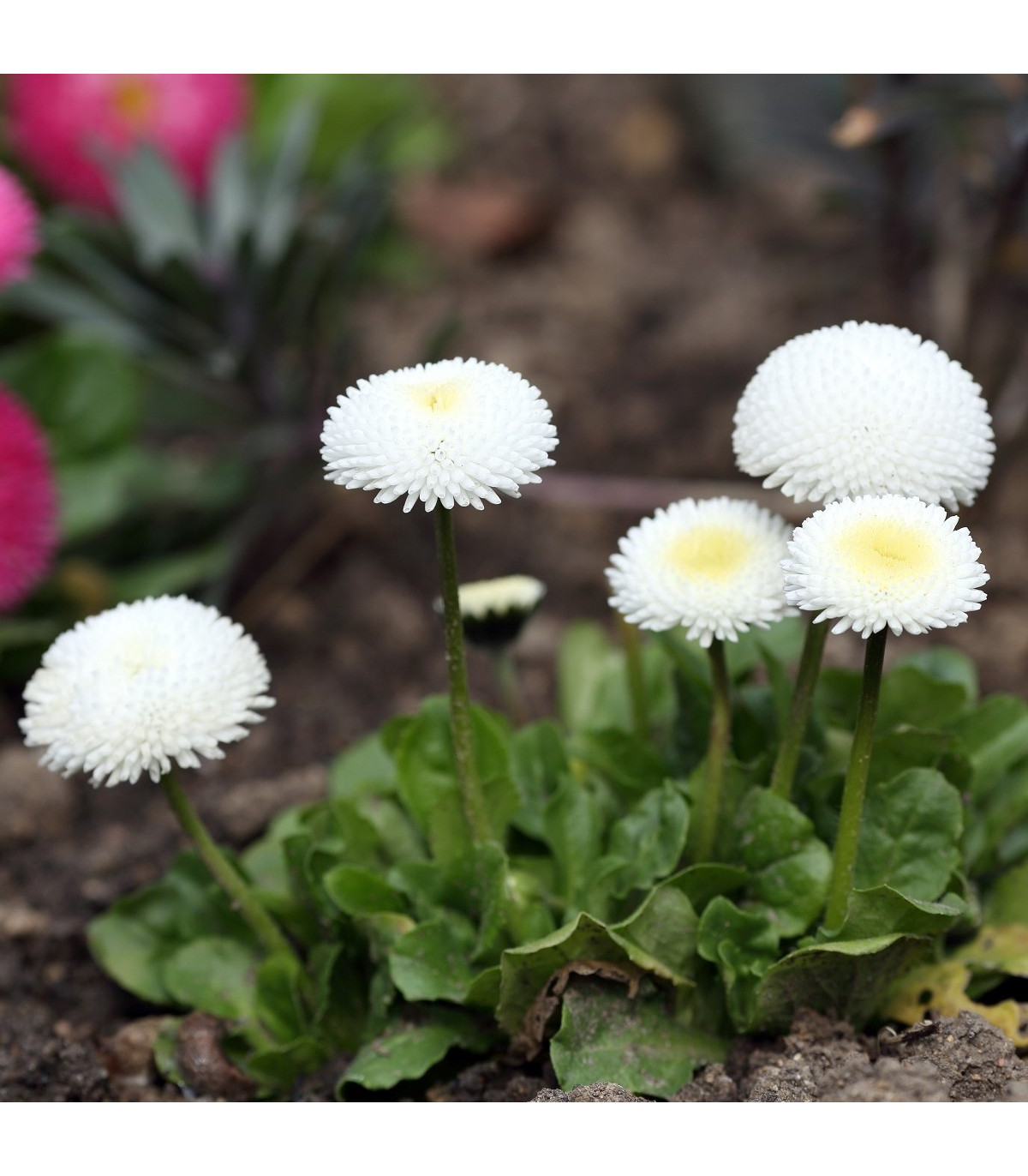 Sedmokráska Roggli biela - Bellis perennis - predaj semien sedmokrásky - 50 ks