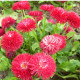 Sedmokráska Roggli červená - Bellis perennis - predaj semien sedmokrásky - 50 ks