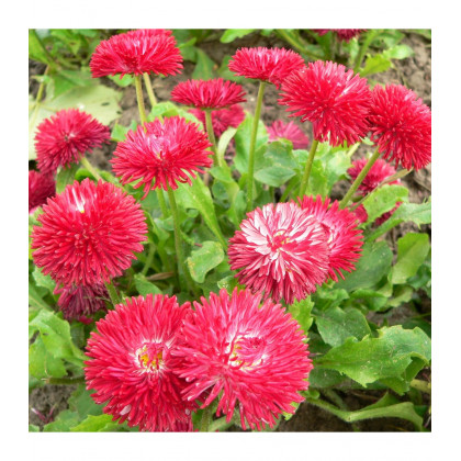 Sedmokráska Roggli červená - Bellis perennis - predaj semien sedmokrásky - 50 ks