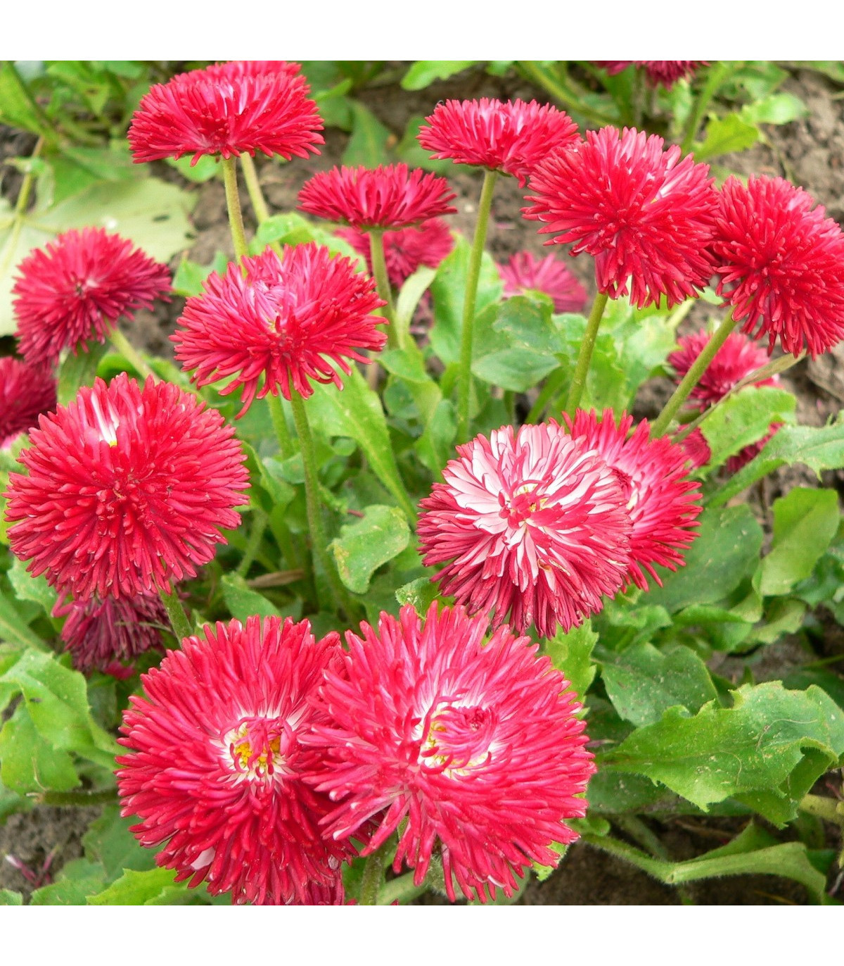 Sedmokráska Roggli červená - Bellis perennis - predaj semien sedmokrásky - 50 ks