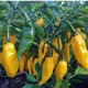 BIO Chilli Marseillais - Capsicum annuum - predaj bio semien - 7 ks