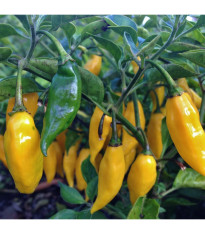 BIO Chilli Marseillais - Capsicum annuum - predaj bio semien - 7 ks