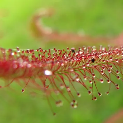 Rosnatka červená - Drosera capensis Giftberg - semiačka - 15 ks