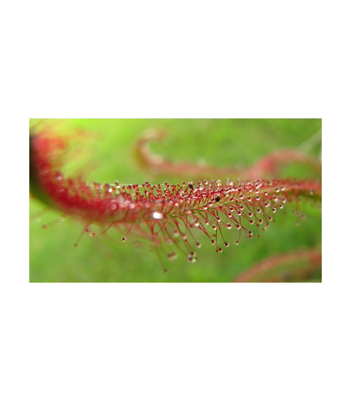 Rosnatka červená - Drosera capensis Giftberg - semiačka - 15 ks