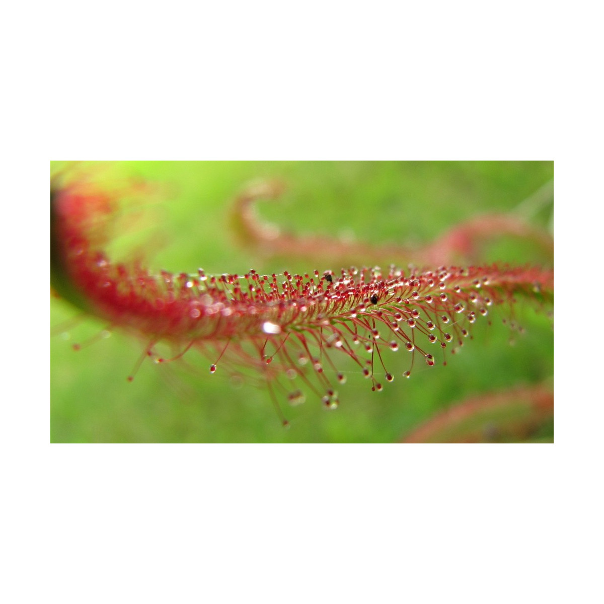Rosnatka červená - Drosera capensis Giftberg - semiačka - 15 ks