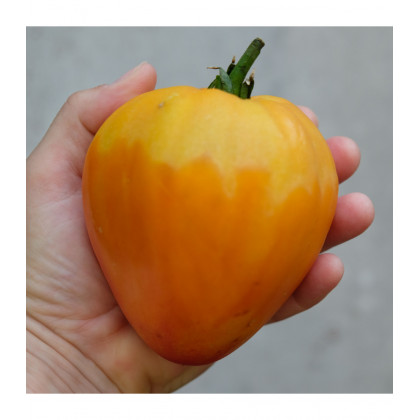 Paradajka Oxheart Orange - Lycopersicon esculentum - predaj semien - 10 ks