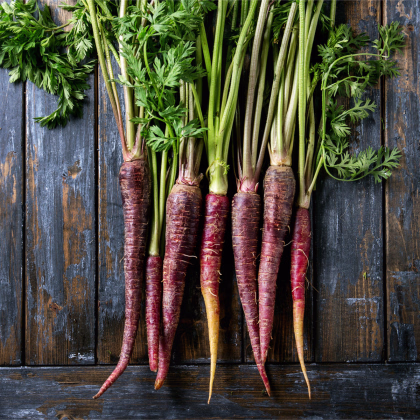 Bio Mrkva fialová Gniff - Daucus carota - predaj bio semien - 400 ks