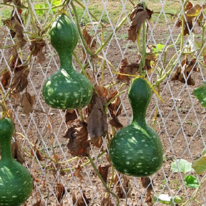 Okrasná tekvica Indonesian Bottle - Cucurbita pepo - predaj semien - 8 ks