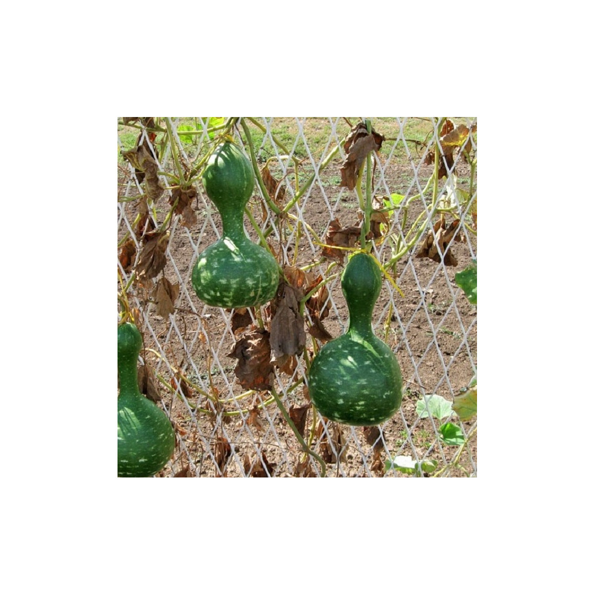 Okrasná tekvica Indonesian Bottle - Cucurbita pepo - predaj semien - 8 ks