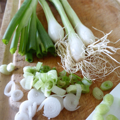 BIO Cibuľa jarná Biely Lisabon - Allium cepa - predaj bio semien - 100 ks