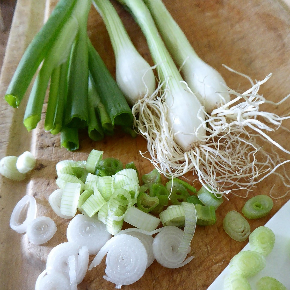 BIO Cibuľa jarná Biely Lisabon - Allium cepa - predaj bio semien - 100 ks