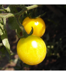 Paradajka Cerise žltá - Lycopersicon esculentum - predaj semien paradajok - 10 ks