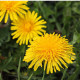BIO Púpava - Taraxacum officinalis - predaj bio semien - 400 ks
