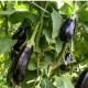 BIO Baklažán Meronda - Solanum melongena - predaj bio semien - 15 ks