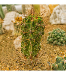 Ferokaktus - Ferokaktus alamosanus - predaj semien kaktusu - 6 ks