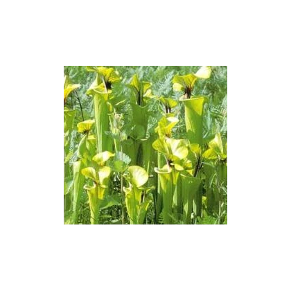 Špirlica flava var. ornata - Sarracenia flava - predaj semien - 10 ks