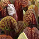 Špirlica krídlatá obrovská - Sarracenia alata giant - semiačka - 12 ks