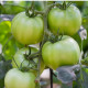 BIO Paradajka White Beauty - Solanum lycopersicum - predaj bio semien - 20 ks