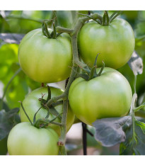 BIO Paradajka White Beauty - Solanum lycopersicum - predaj bio semien - 20 ks