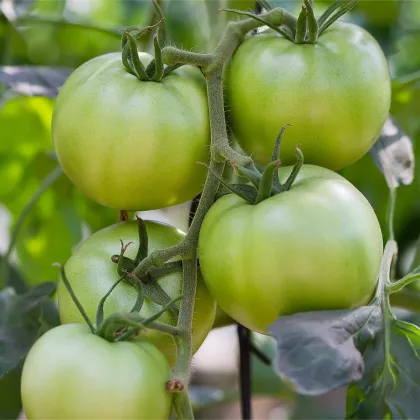 BIO Paradajka White Beauty - Solanum lycopersicum - predaj bio semien - 20 ks