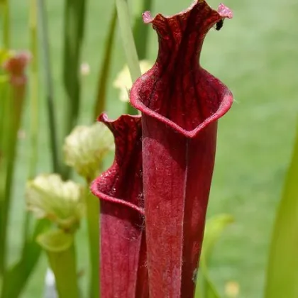 Špirlica mix - Sarracenia mix - semiačka - 12 ks