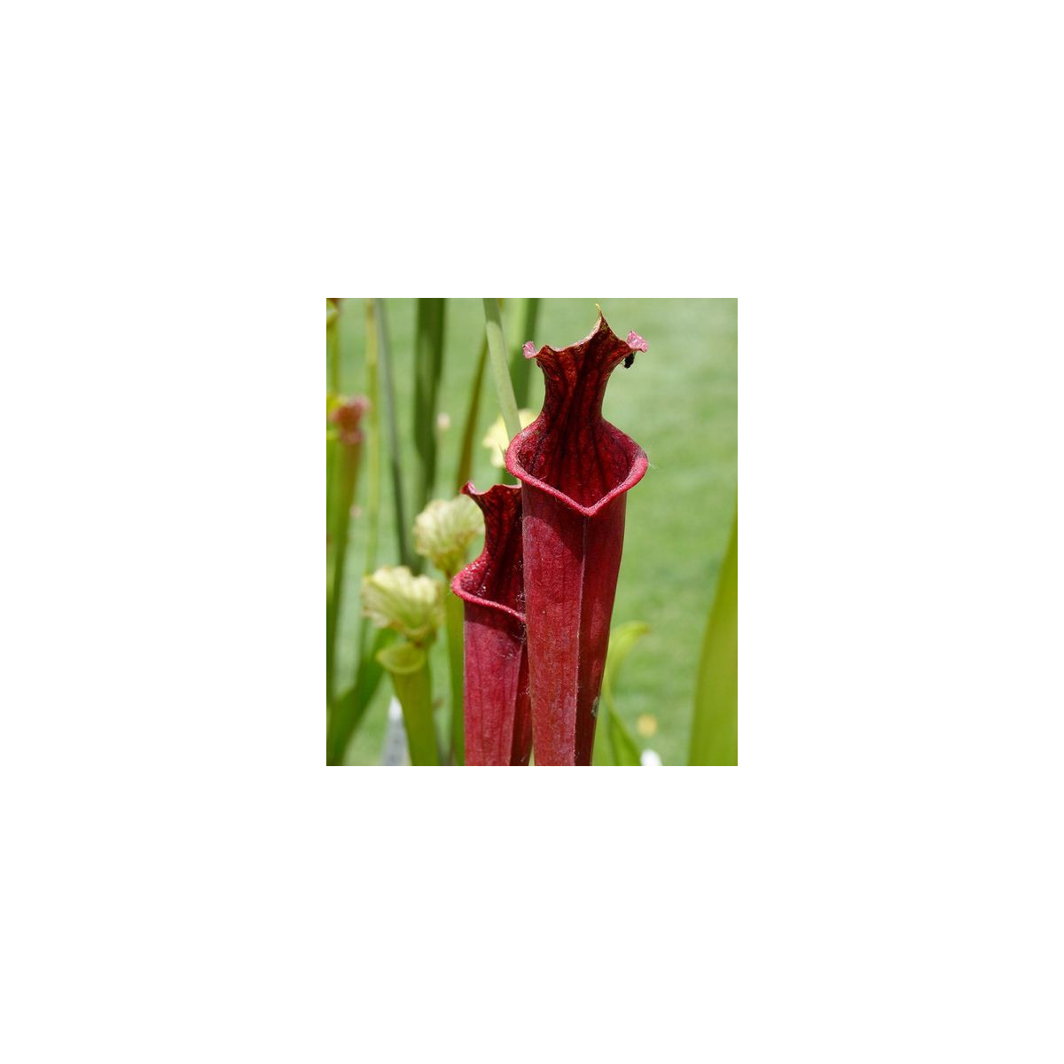 Špirlica mix - Sarracenia mix - semiačka - 12 ks